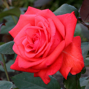 Rosalynn Carter - trandafiri - www.ioanarose.ro